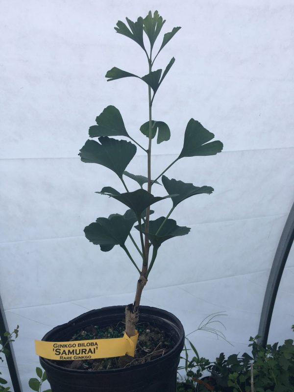 Ginkgo biloba  Samurai  Large Leaf Male Ginkgo Tree For Discount
