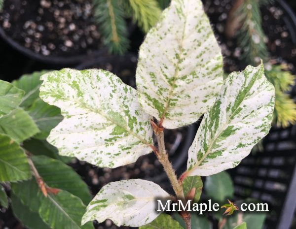 Fagus sylvatica  Marmor Star  Variegated European Beech Online Hot Sale - Image 2