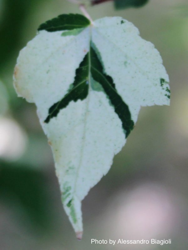 Acer crataegifolium  Veitchii  Variegated Snakebark Japanese Maple Sale - Image 3
