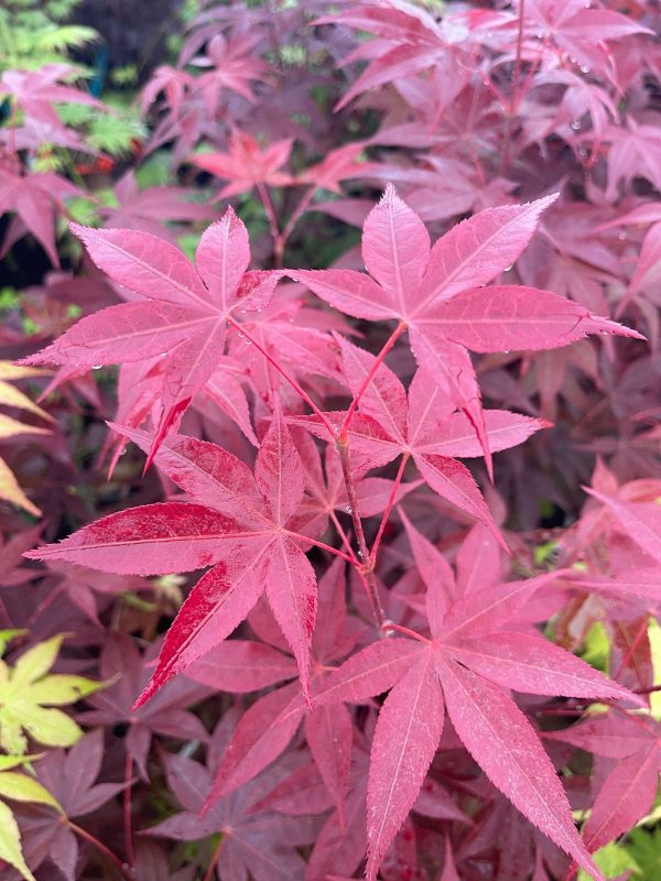 Acer palmatum  Red Spray  Japanese Maple For Discount - Image 3