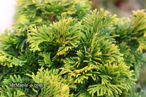 Chamaecyparis obtusa  Verdoni  Dwarf Hinoki Cypress For Discount