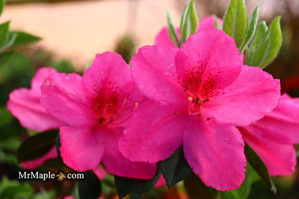 Azalea  Judge Solomon’ Southern Indica Pink Azalea Online Hot Sale - Image 3