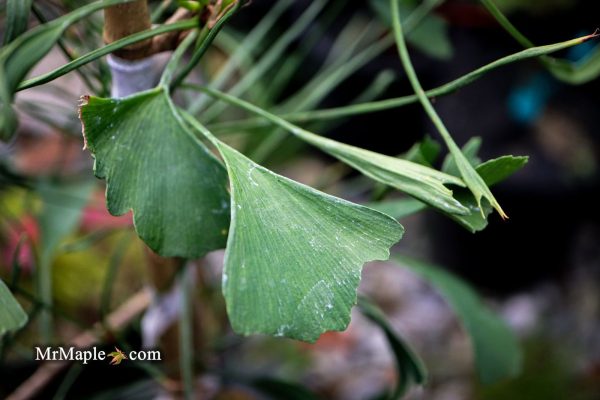 Ginkgo biloba  Stupka Broom  Dwarf Ginkgo Tree Fashion