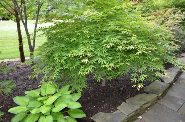 Acer palmatum  Verkade s Wintergold  Green Bark Japanese Maple For Cheap - Image 2
