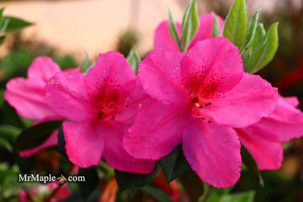 Azalea  Judge Solomon’ Southern Indica Pink Azalea Online Hot Sale