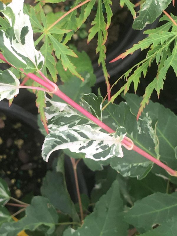Acer capillipes  Gotemba nishiki  Variegated Snakebark Japanese Maple Online Hot Sale - Image 3