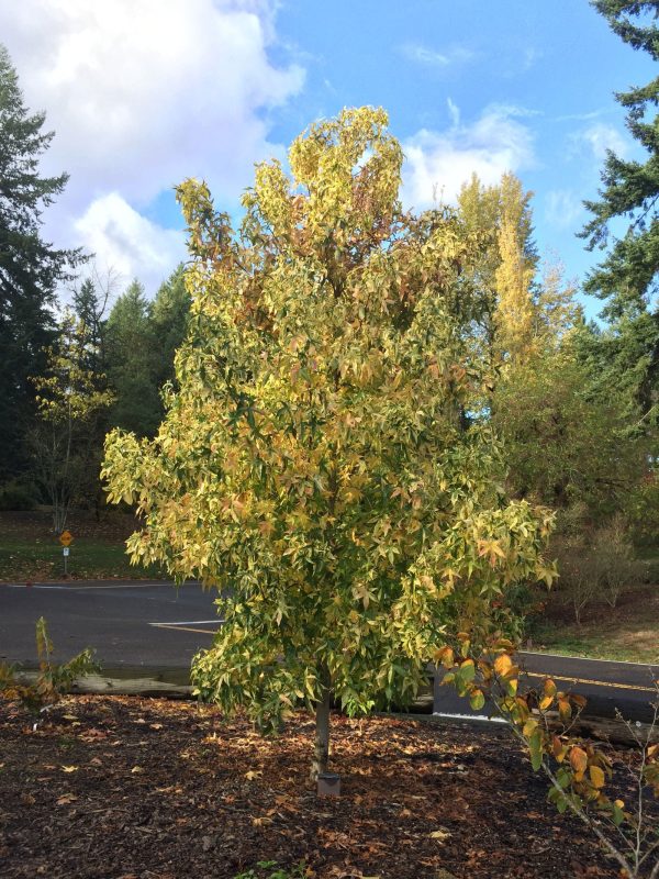 Liquidambar styraciflua  Variegata  Variegated Sweet Gum For Discount