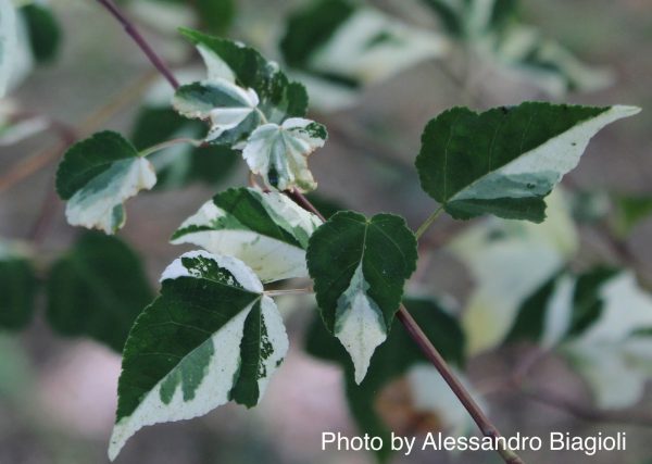 Acer crataegifolium  Veitchii  Variegated Snakebark Japanese Maple Sale - Image 4