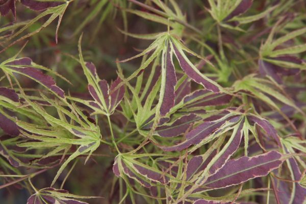 FOR PICK UP ONLY | Acer palmatum  Manyo no sato  Japanese Maple | DOES NOT SHIP Online Sale - Image 4