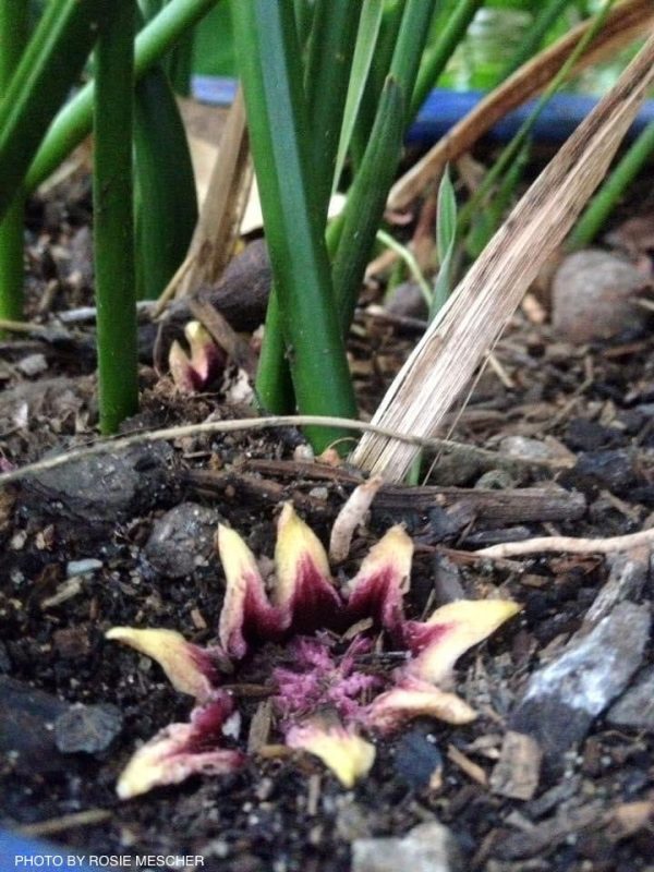 Aspidistra elatior dark green Cast Iron Plant For Sale - Image 2
