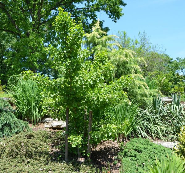 Ginkgo biloba  Spring Grove  Dwarf Ginkgo Tree Sale - Image 5