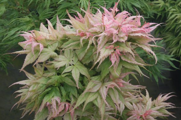 Acer palmatum  Japanese Princess  Dwarf Japanese Maple For Discount
