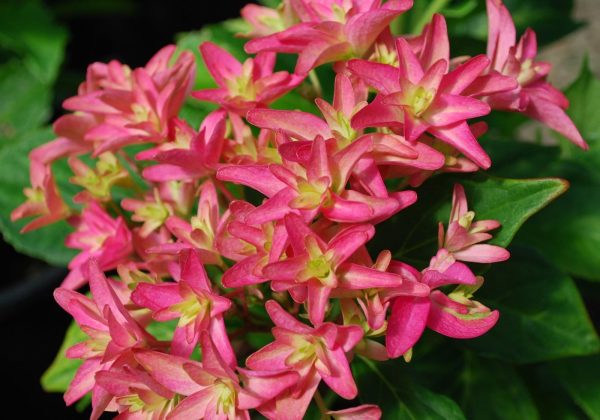 Hydrangea macrophylla  Wow Time’ Hydrangea Online Sale - Image 2
