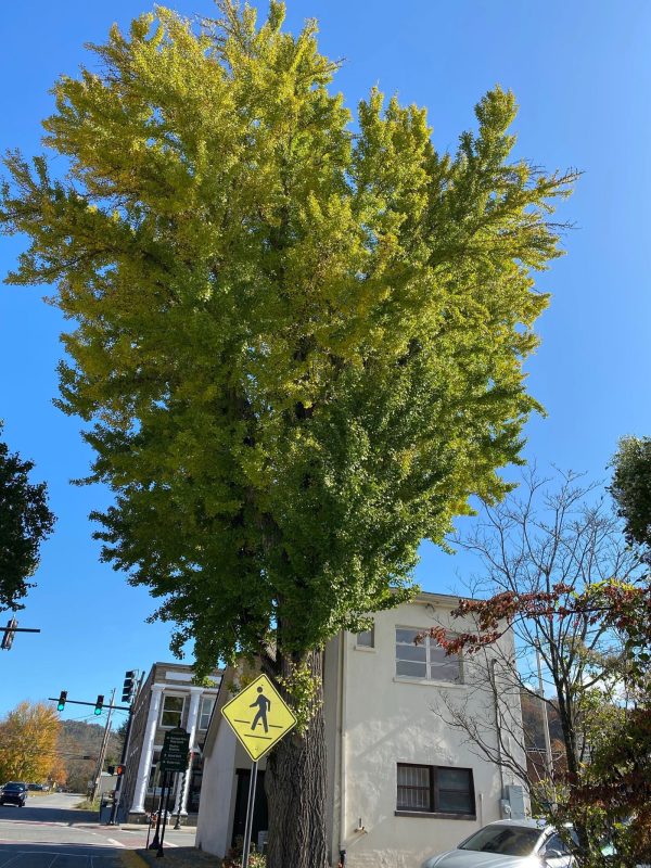 FOR PICK UP ONLY | Ginkgo biloba  Bryson City  Narrow Vase Ginkgo Tree | DOES NOT SHIP Online now - Image 2