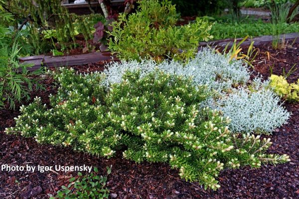 Abies koreana  Green Carpet  Korean Fir Grafted on Abies firma Online