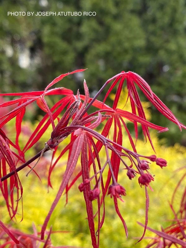 Acer palmatum  Atrolineare  Japanese Maple Discount - Image 3
