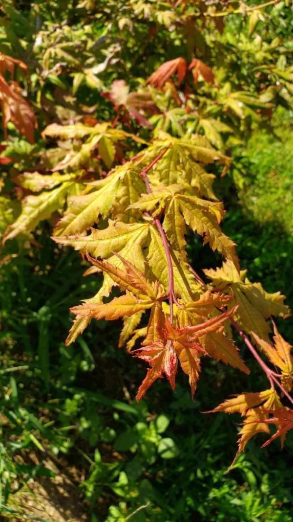 Acer palmatum  Ruby de Sofia’ Japanese Maple For Sale - Image 4