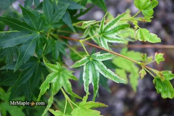 Acer palmatum  Rainy Day  Rare Japanese Maple Cheap - Image 5