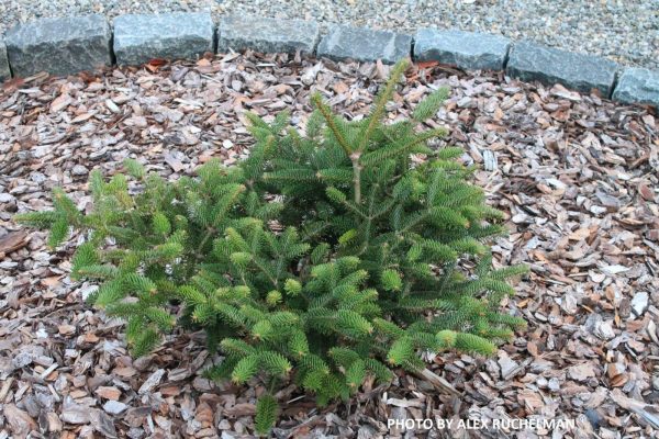 Abies cephalonica  Meyer s Dwarf  Greek Fir Grafted on Abies firma Cheap