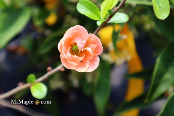 Chaenomeles X superba  Cameo  Dwarf Flowering Quince For Cheap - Image 5