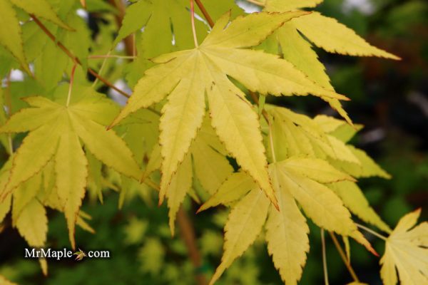 Acer palmatum  Mellow Yellow  Japanese Maple For Discount - Image 3