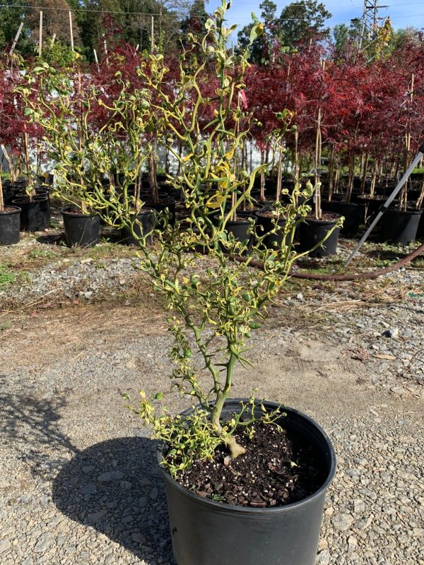 Poncirus trifoliata  Snow Dragon  Variegated Hardy Orange Fashion - Image 5