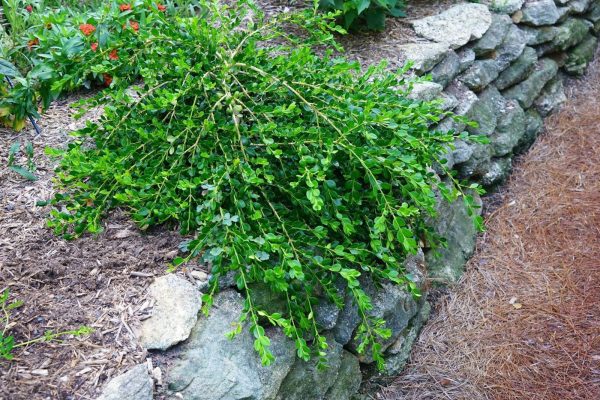 Buxus microphylla var japonica  Unraveled  Dwarf Weeping Boxwood For Cheap - Image 2
