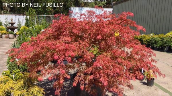 Acer palmatum  Nancy’s Legacy’ Toyama Japanese Maple Hot on Sale - Image 3