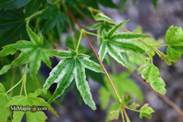 Acer palmatum  Rainy Day  Rare Japanese Maple Cheap - Image 4