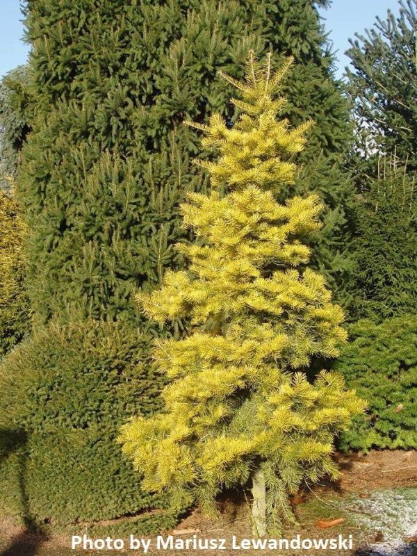 Abies concolor  Wintergold  Golden White Fir Grafted on Abies firma Sale