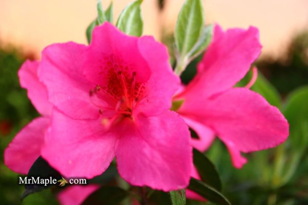 Azalea  Judge Solomon’ Southern Indica Pink Azalea Online Hot Sale - Image 4