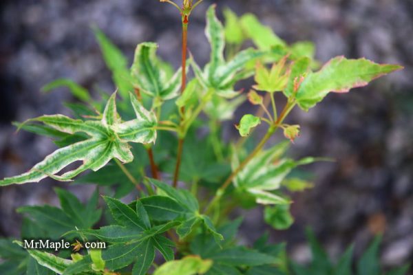 Acer palmatum  Rainy Day  Rare Japanese Maple Cheap