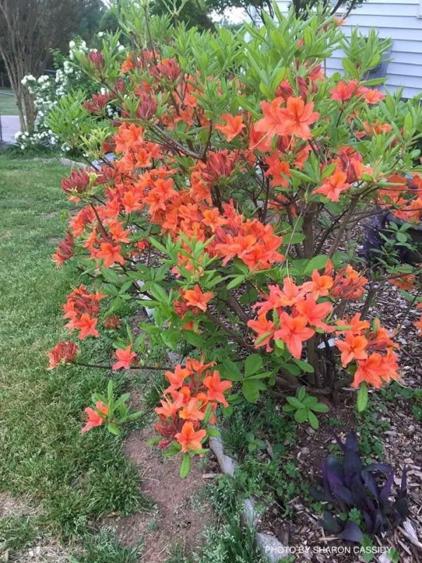 Azalea  Tangerine Delight’ Orange Flowers Deciduous Azalea Discount - Image 5