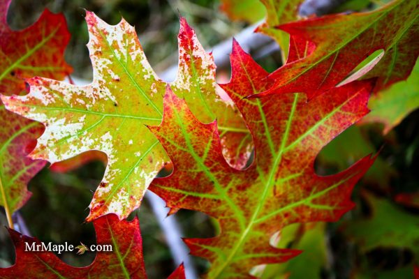 Quercus rubra  Greg’s Variegated  Variegated Red Oak Tree Online now - Image 3