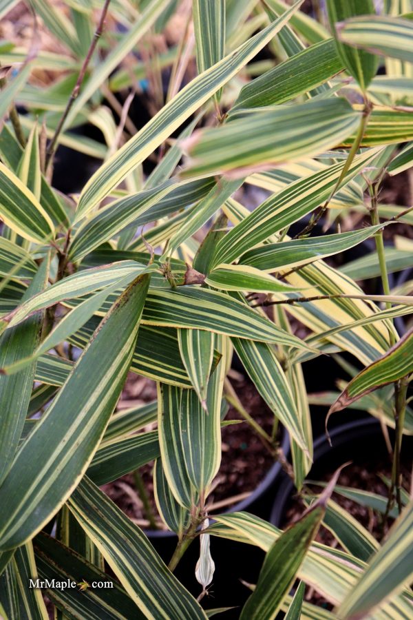 Hibanobambusa Tranquillans  Shiroshima  Variegated Bamboo Supply
