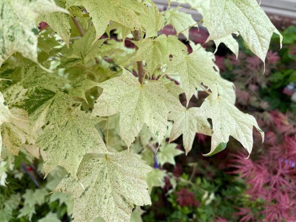 Acer pictum  Naguri nishiki  Batwing Maple Online Sale - Image 3