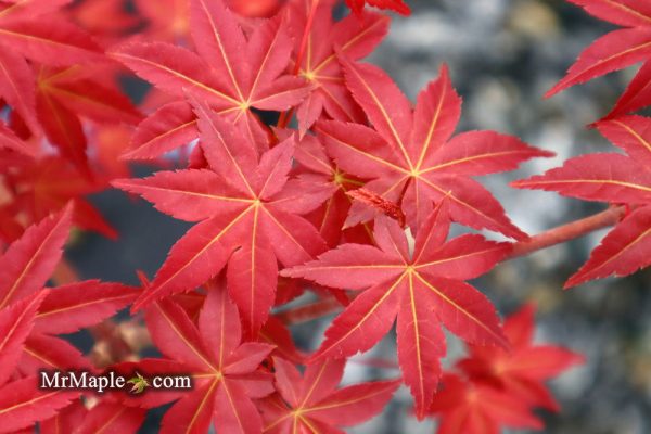 FOR PICKUP ONLY | Acer palmatum  Shin deshojo  Red Japanese Maple | DOES NOT SHIP Online Hot Sale - Image 3