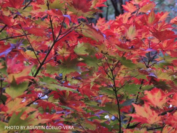 Acer tenuifolium Full Moon Japanese Maple Hot on Sale - Image 4
