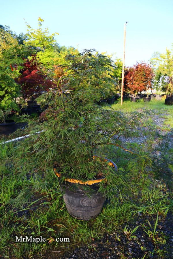 FOR PICK UP ONLY | Acer palmatum  Inaba shidare  Japanese Maple | 15 Gallon | DOES NOT SHIP Online - Image 5