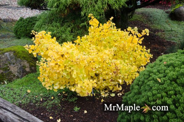 Ginkgo biloba  Mariken  Dwarf Ginkgo Tree Cheap