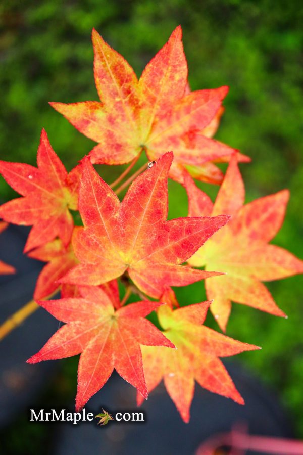 Acer palmatum  Moon Shadow  Japanese Maple Hot on Sale