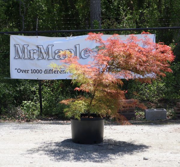 FOR PICKUP ONLY | Acer palmatum  Baldsmith  Laceleaf Japanese Maple | DOES NOT SHIP Cheap