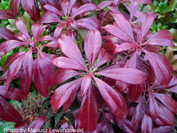 Pieris japonica  Katsura  Flowering Japanese andromeda Cheap
