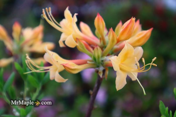 Azalea  Yellow Delight’ Yellow Native Coastal Azalea on Sale - Image 2