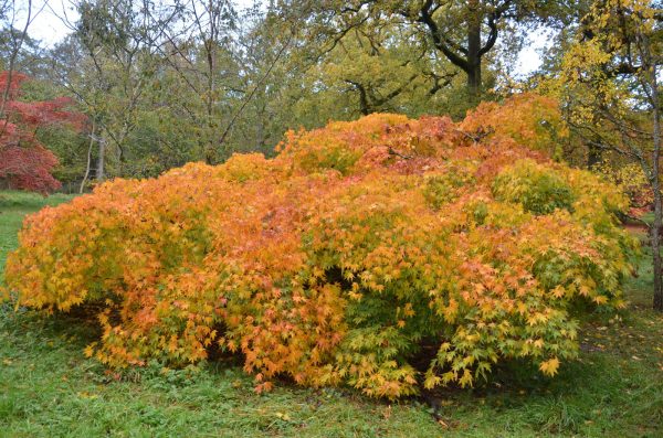 Acer palmatum  Westonbirt Spreading Star  Japanese Maple Online Hot Sale - Image 5