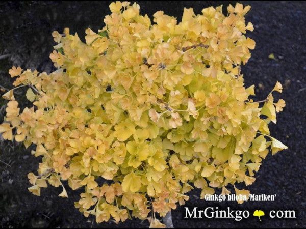 Ginkgo biloba  Mariken  Dwarf Ginkgo Tree Cheap - Image 5