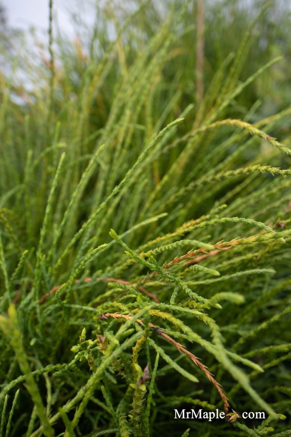Thuja occidentalis  Pin Cushion  Dwarf Arborvitae For Discount