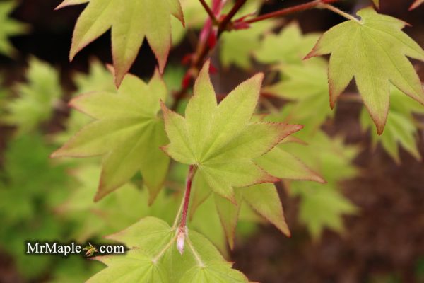 Acer palmatum  Moon Shadow  Japanese Maple Hot on Sale - Image 2