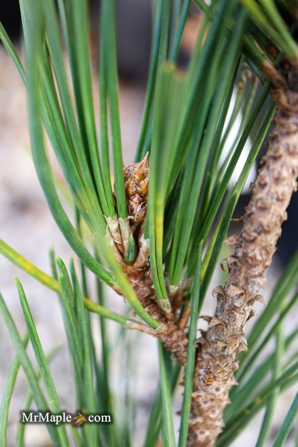 Pinus thunbergii  Katsugai  Japanese Black Pine Online Sale - Image 4
