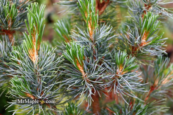 Pinus parviflora  Blue Lou  Dwarf Japanese White Pine Cheap